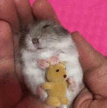 hamster gif|hamster sleeping gif.